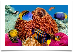 МАЛЬОВНИЧИЙ ДАЙВИНГ