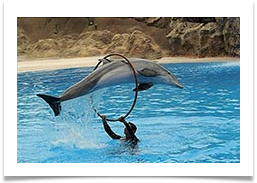 МАЛЬОВНИЧЕ ШОУ ДЕЛЬФІНІВ